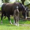 Welsh Cob - Valando als veulen-1
